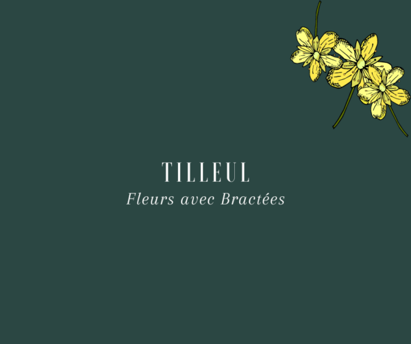 Tilleul