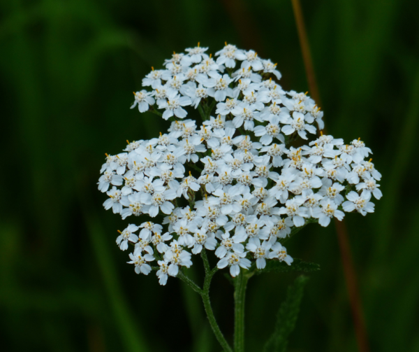 Achillée Millefeuille – Image 2