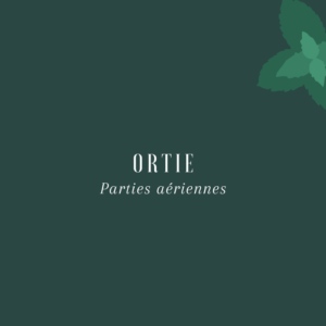 Ortie