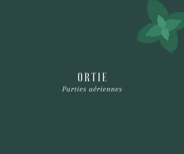 Ortie