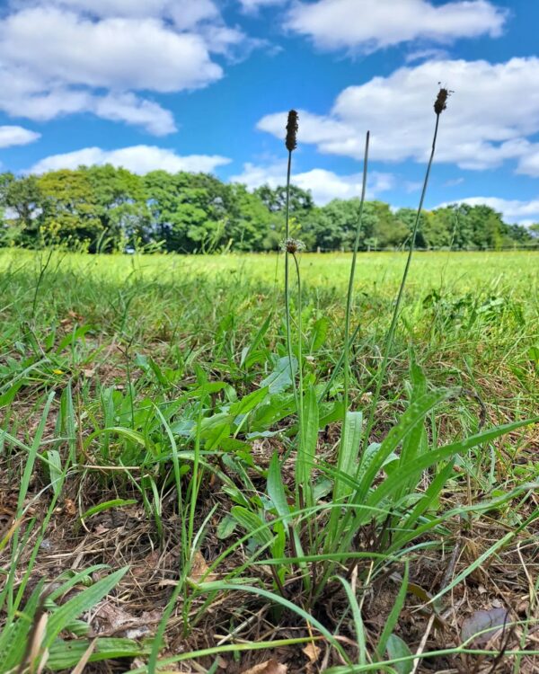 Plantain lancéolé – Image 2