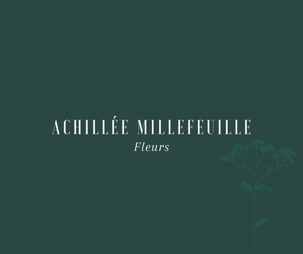 Achillée Millefeuille
