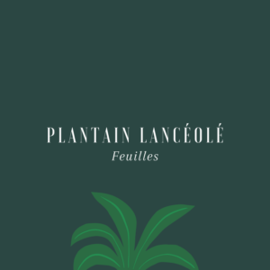 Plantain lancéolé