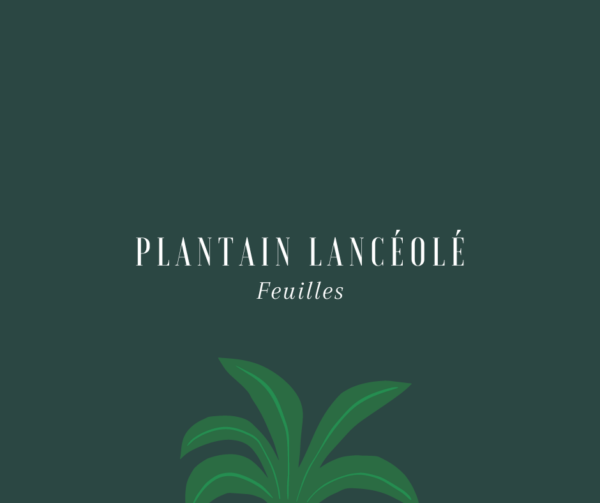 Plantain lancéolé
