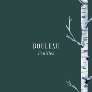 Bouleau