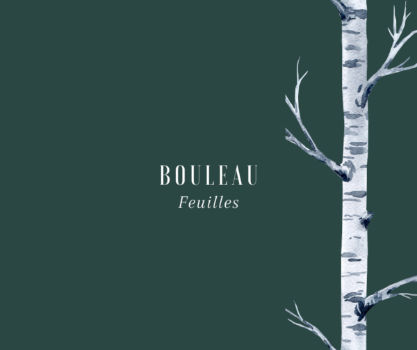 Bouleau
