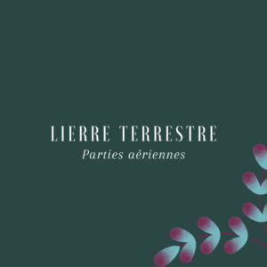 Lierre terrestre