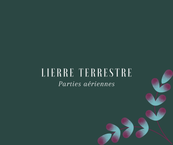 Lierre terrestre