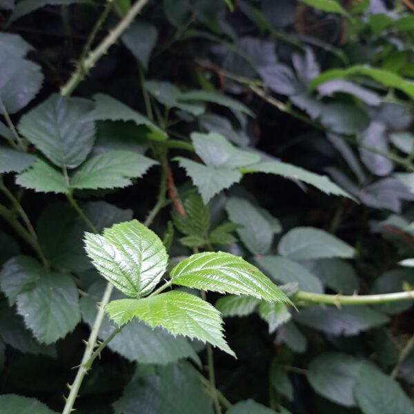 Ronce feuilles – Image 2